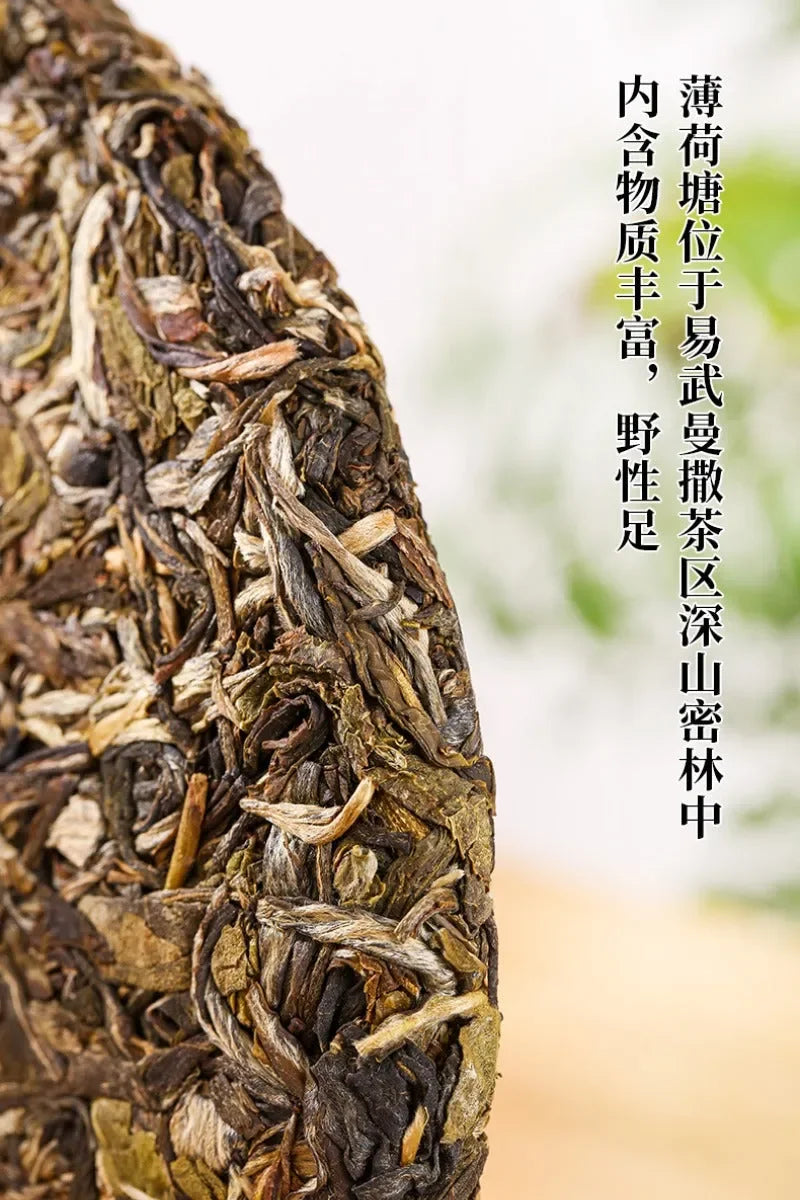 2021-spring-yunnan-yiwu-sheng-puer-tea-cake-bo-he-tang-yiqin-tea-house-yiqinteahouse-com-17 - YIQIN TEA HOUSE 一沁茶舍 yiqinteahouse.com