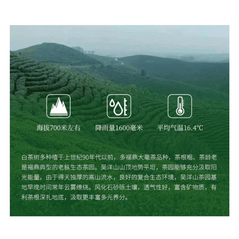 2011-fuding-white-tea-cake-shou-mei-yiqin-tea-house-yiqinteahouse-com-21 - YIQIN TEA HOUSE 一沁茶舍 yiqinteahouse.com