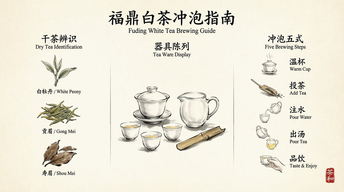 Fuding White Tea Brewing Guide: Bai Mudan, Gongmei, and Shoumei