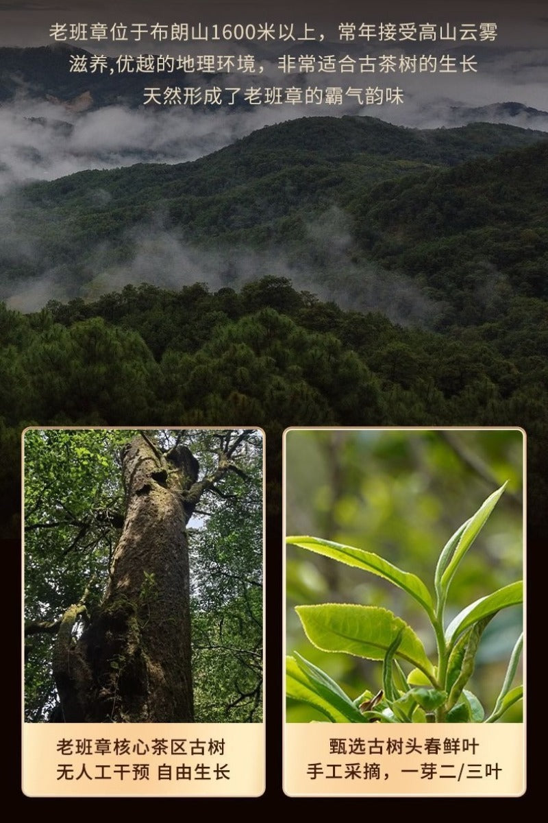 2021 Yunnan Árbol Antiguo Raw (Sheng) Puerh en Pastel [Lao Ban Zhang - Rey del Té]