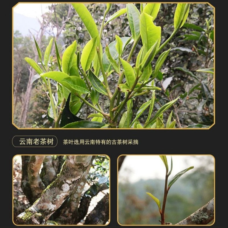 2012 Spring Yunnan Sheng Puer Tea Cake [Chun Yun]