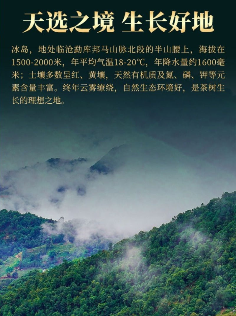 Kek Teh Pu-erh Mentah (Sheng) Pokok Purba Yunnan 2021 [Bing Dao - Raja Teh]