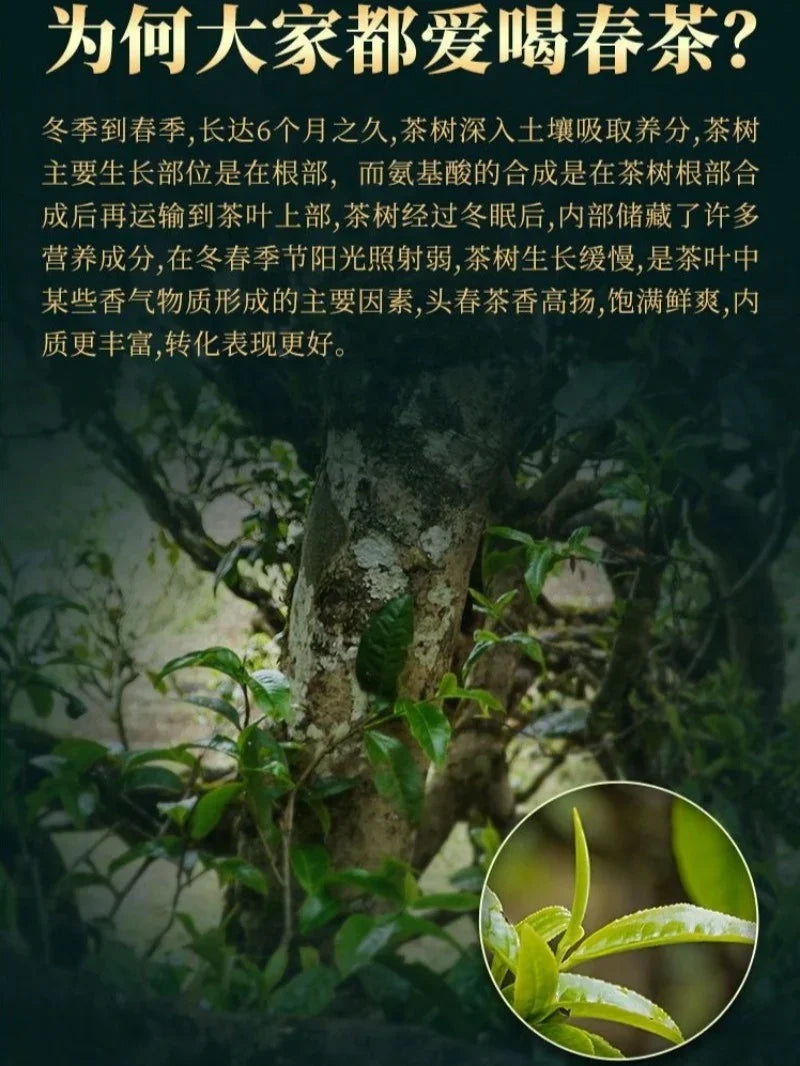 9c9286d83e71ff9e3423f9531293a237 - YIQIN TEA HOUSE 一沁茶舍 yiqinteahouse.com