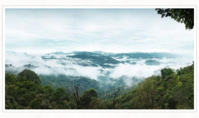 2012 Spring Yunnan Sheng Puer Tea Cake [Meng Song]