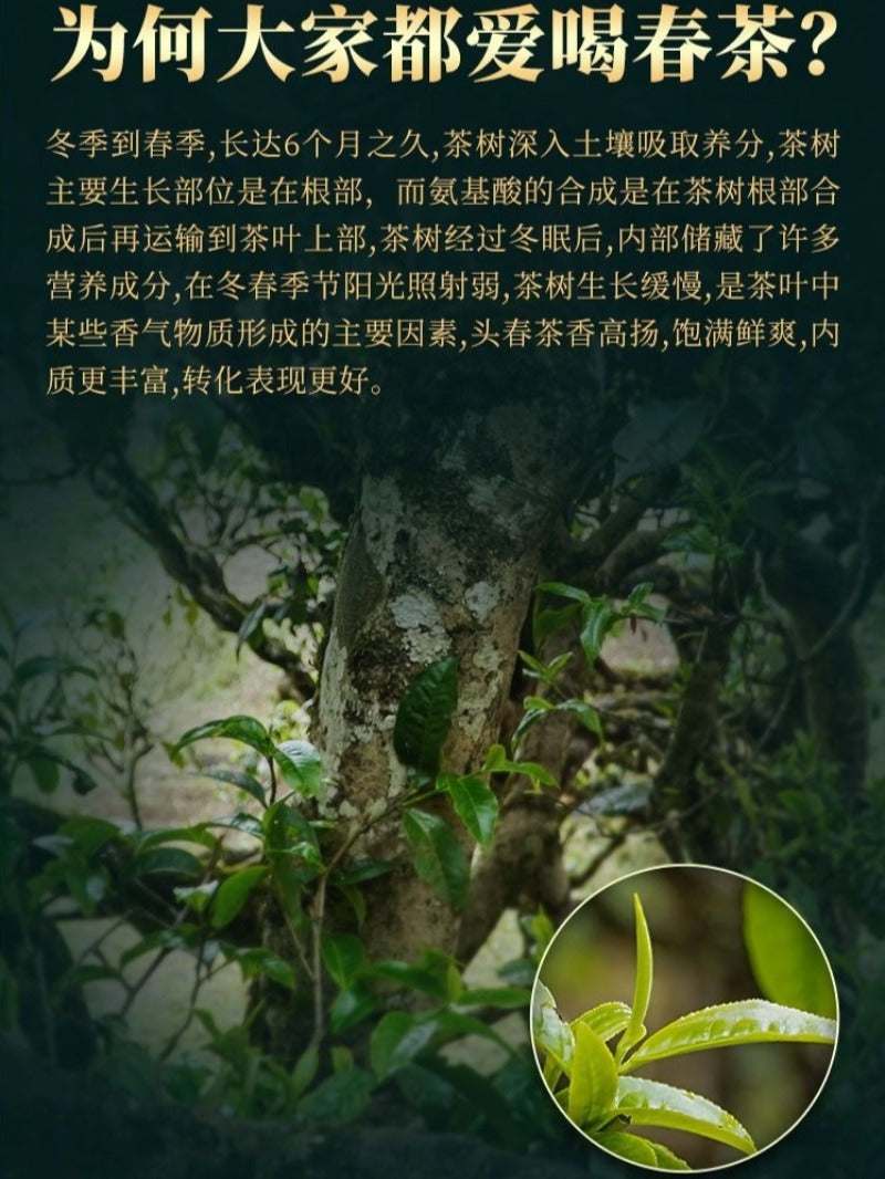 Kek Teh Pu-erh Mentah (Sheng) Pokok Purba Yunnan 2021 [Bing Dao - Raja Teh]