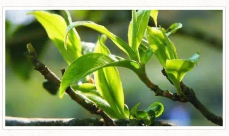 2012 Spring Yunnan Sheng Puer Tea Cake [Chun Yun]