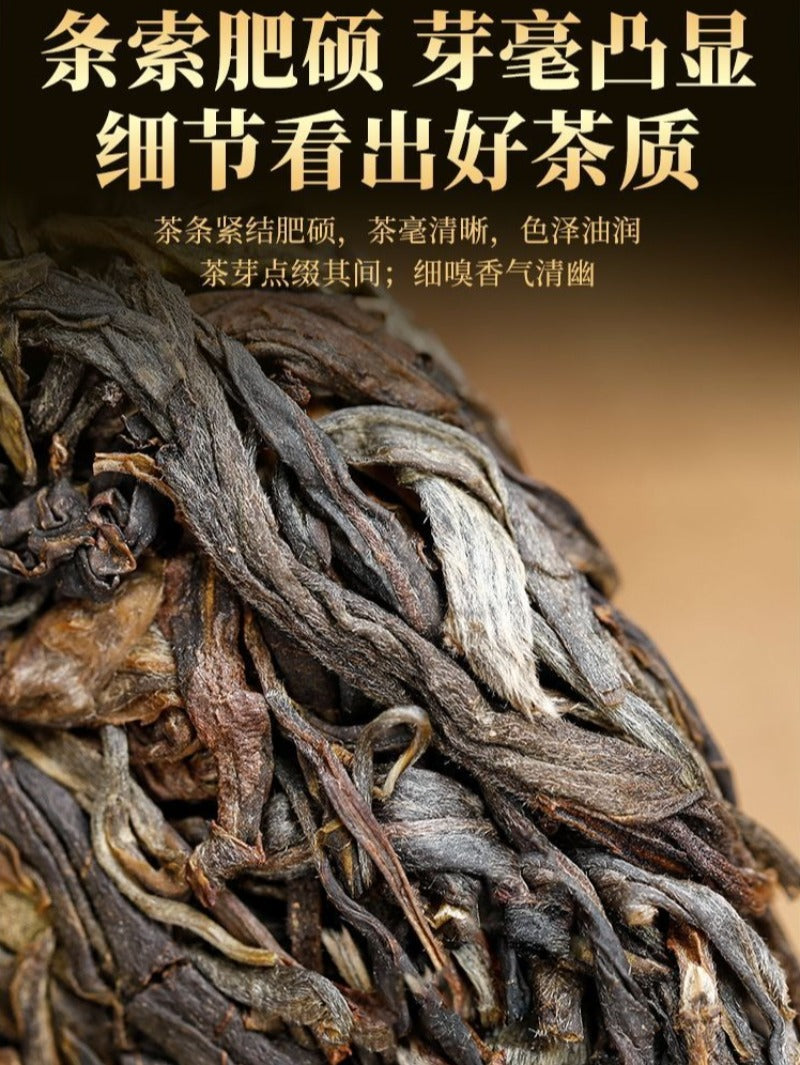 Kek Teh Pu-erh Mentah (Sheng) Pokok Purba Yunnan 2021 [Bing Dao - Raja Teh]