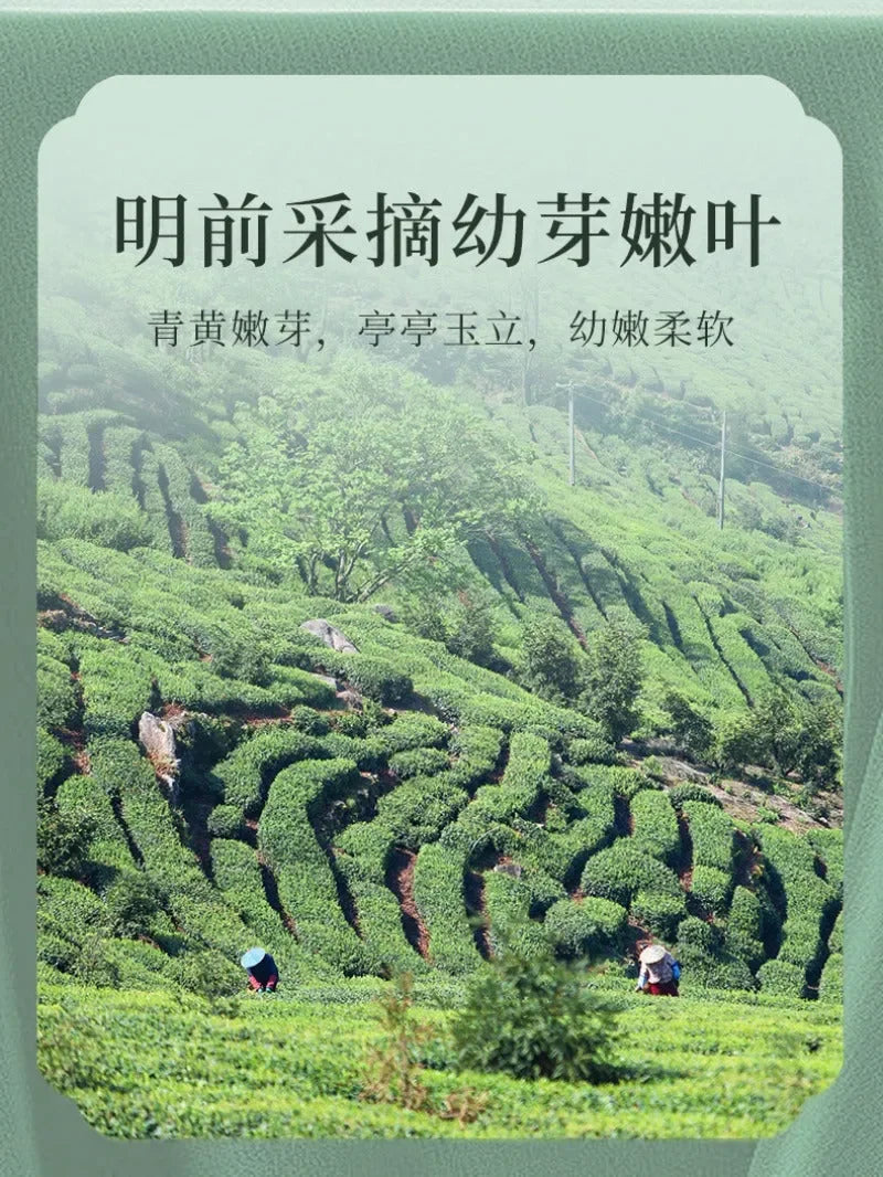 2025-early-spring-zhejiang-shaoxing-long-jing-class-s-green-tea-250g-yiqin-tea-house-yiqinteahouse-com-6 - YIQIN TEA HOUSE 一沁茶舍 yiqinteahouse.com