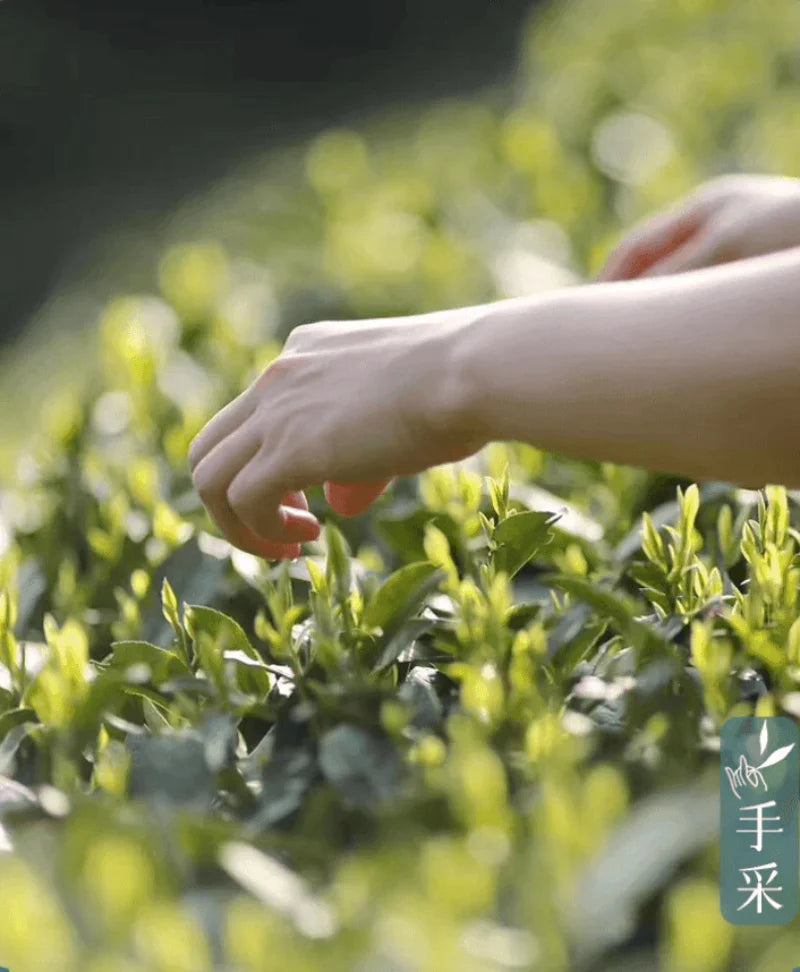 2024 Early Spring Zhejiang Shaoxing [Long Jing] Class S Green Tea Canned Gift Set 250g - YIQIN TEA HOUSE | yiqinteahouse.com | gift, green tea, long jing, tea