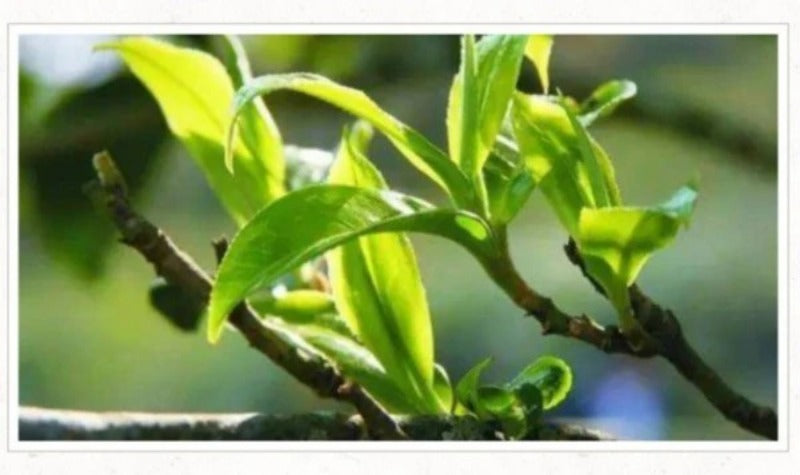 2012 Spring Yunnan Shu Puer Tea Cake [Meng Ku]