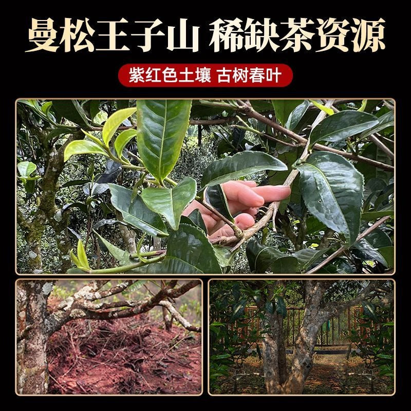 2016 Yunnan Ancient Tree Ripe (Shu) Pu-erh Tea Cake [Royal Mansong]