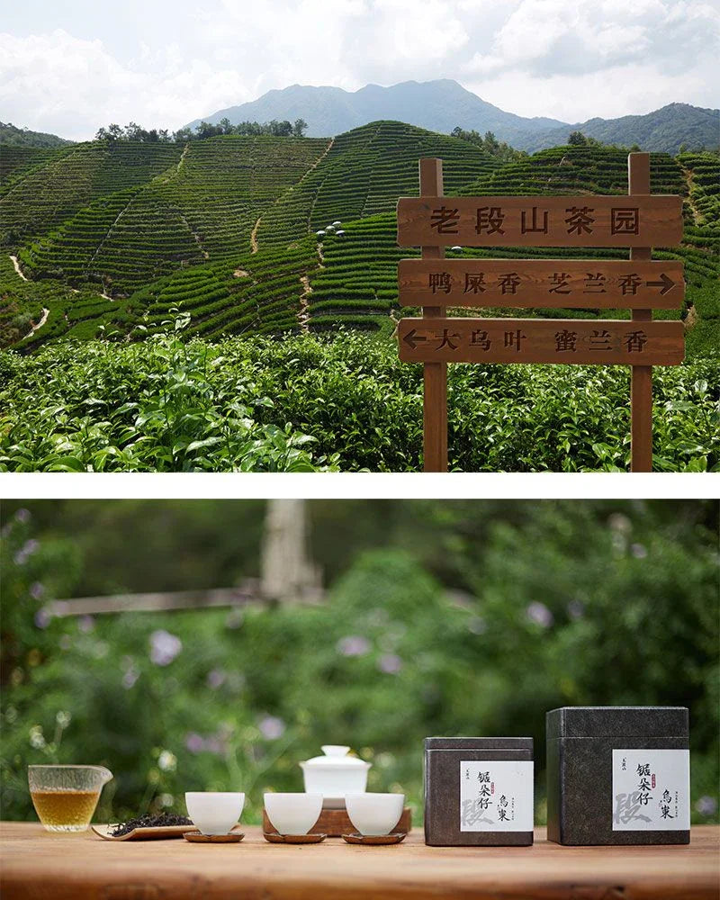 Lao Duan Shan High Mountain Spring Phoenix Dancong [Ju Duo Zi] Almond Aroma Oolong Tea - YIQIN TEA HOUSE | yiqinteahouse.com | oolong tea, phoenix dancong, tea