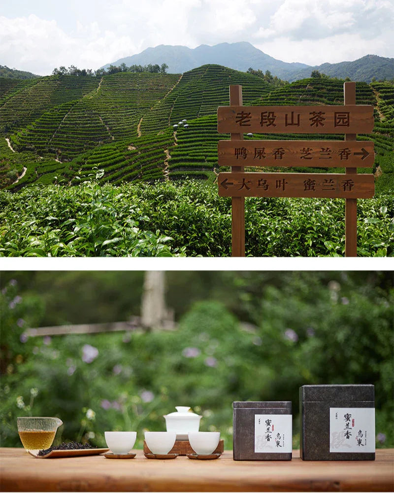 Lao Duan Shan Phoenix Dancong [Milanxiang] Oolong Tea - YIQIN TEA HOUSE | yiqinteahouse.com | oolong tea, phoenix dancong, tea