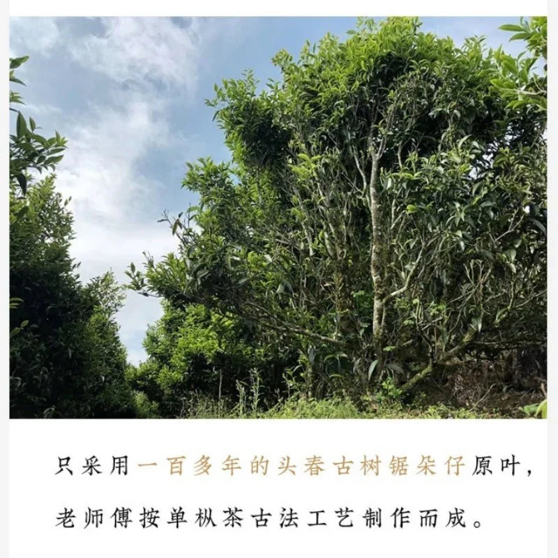 Lao Duan Shan Premium Phoenix Dancong [Ancient Tree Ju Duo Zi] Almond Aroma Oolong Tea - YIQIN TEA HOUSE | yiqinteahouse.com | oolong tea, phoenix dancong, tea