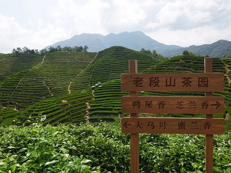 Lao Duan Shan Premium Phoenix Dancong [Ancient Tree Ju Duo Zi] Almond Aroma Oolong Tea - YIQIN TEA HOUSE | yiqinteahouse.com | oolong tea, phoenix dancong, tea