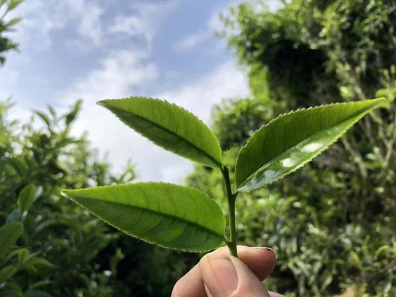 Lao Duan Shan Premium Phoenix Dancong [Ancient Tree Ju Duo Zi] Almond Aroma Oolong Tea - YIQIN TEA HOUSE | yiqinteahouse.com | oolong tea, phoenix dancong, tea