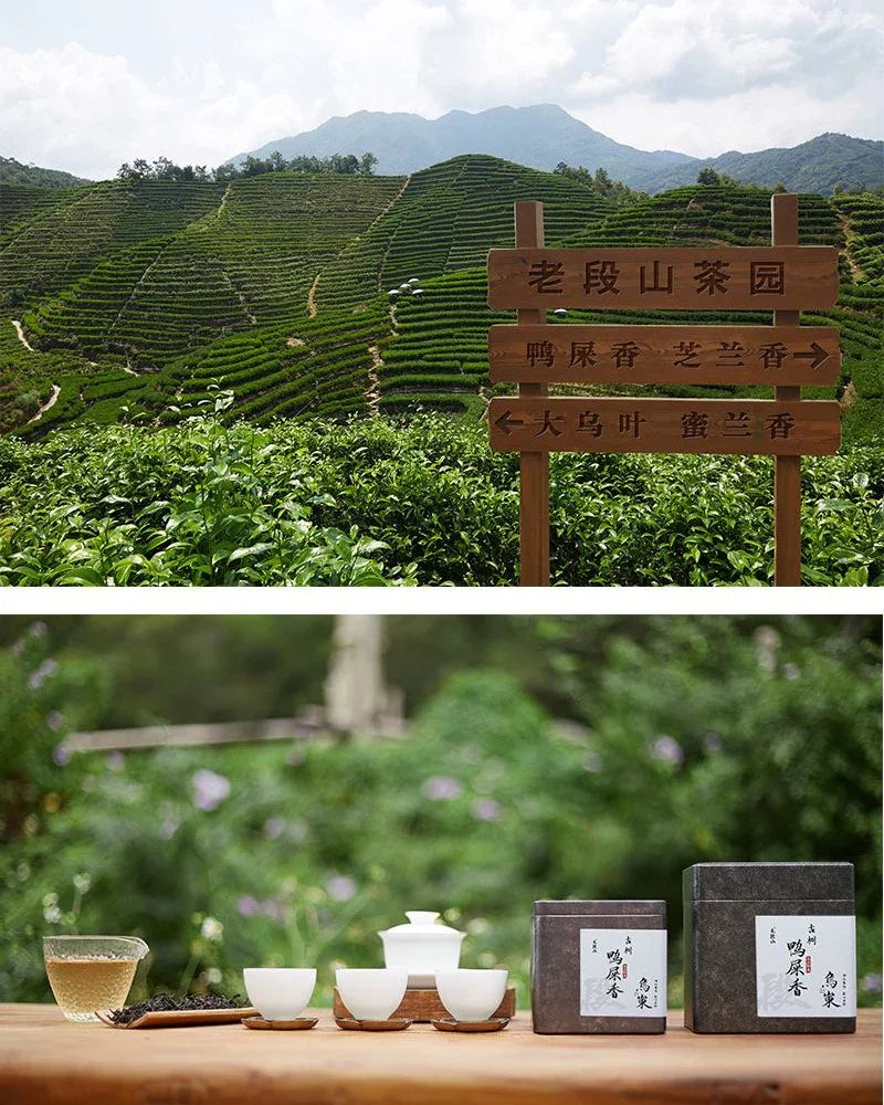 Lao Duan Shan Premium Phoenix Dancong [Ancient Tree Yashixiang] Oolong Tea - YIQIN TEA HOUSE | yiqinteahouse.com | oolong tea, phoenix dancong, tea