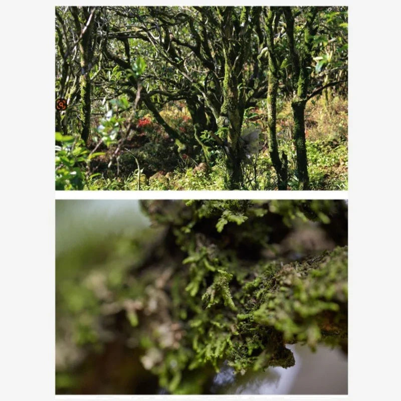 Lao Duan Shan Premium Phoenix Dancong [Ancient Tree Yashixiang] Oolong Tea - YIQIN TEA HOUSE | yiqinteahouse.com | oolong tea, phoenix dancong, tea