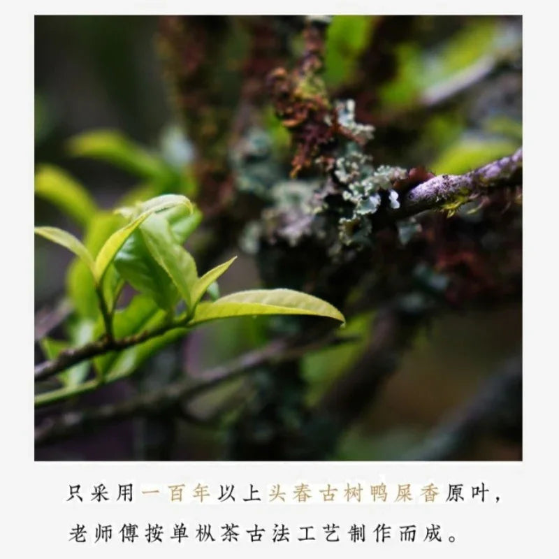 Lao Duan Shan Premium Phoenix Dancong [Ancient Tree Yashixiang] Oolong Tea - YIQIN TEA HOUSE | yiqinteahouse.com | oolong tea, phoenix dancong, tea