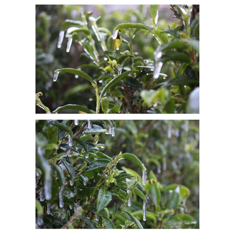 Lao Duan Shan Premium Phoenix Dancong [Snowflakes Yashixiang] Oolong Tea - YIQIN TEA HOUSE | yiqinteahouse.com | oolong tea, phoenix dancong, tea