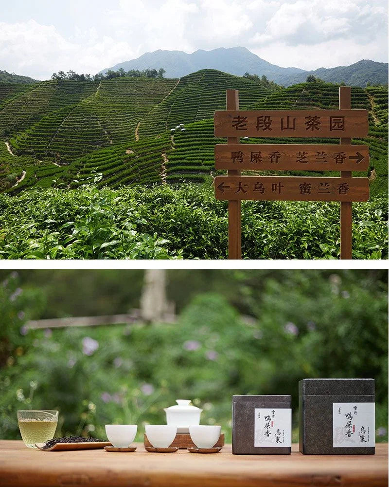 Lao Duan Shan Premium Phoenix Dancong [Snowflakes Yashixiang] Oolong Tea - YIQIN TEA HOUSE | yiqinteahouse.com | oolong tea, phoenix dancong, tea