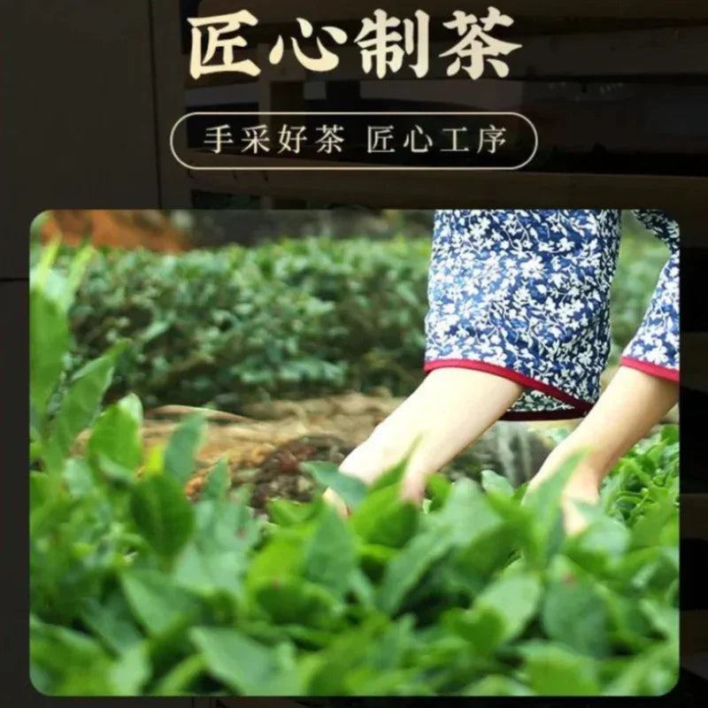 Premium Early Spring [Mountain Green Tea] Canned Gift Set 250/500g - YIQIN TEA HOUSE | yiqinteahouse.com | green tea, mountain green tea, tea