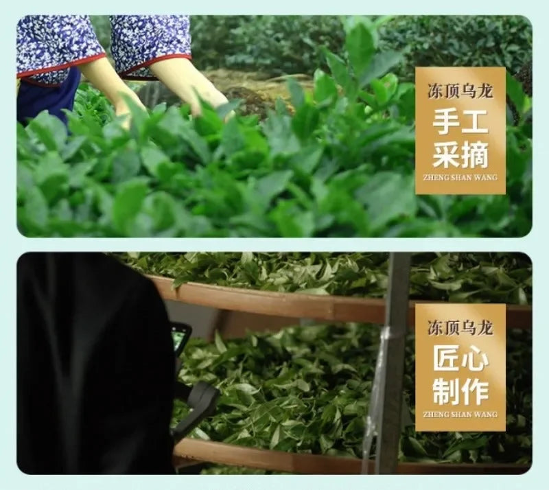 Premium High Mountain [Dongding Oolong] Strong Aroma Oolong Tea Gift Set 250/500g - YIQIN TEA HOUSE | yiqinteahouse.com | dongding oolong, oolong tea, tea