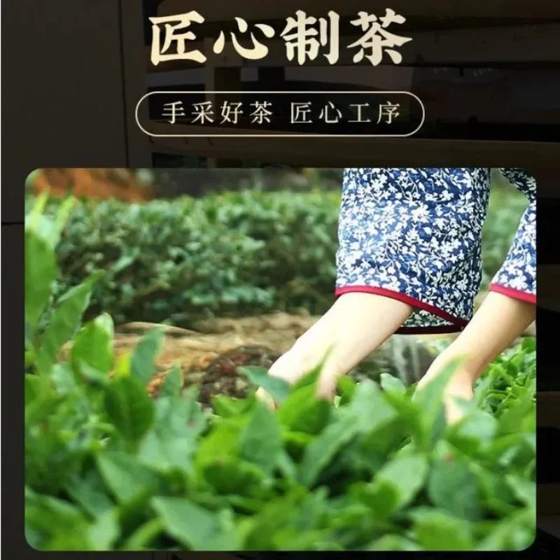 Premium High Mountain [Dongding Oolong] Strong Aroma Oolong Tea Gift Set 250/500g - YIQIN TEA HOUSE | yiqinteahouse.com | dongding oolong, oolong tea, tea