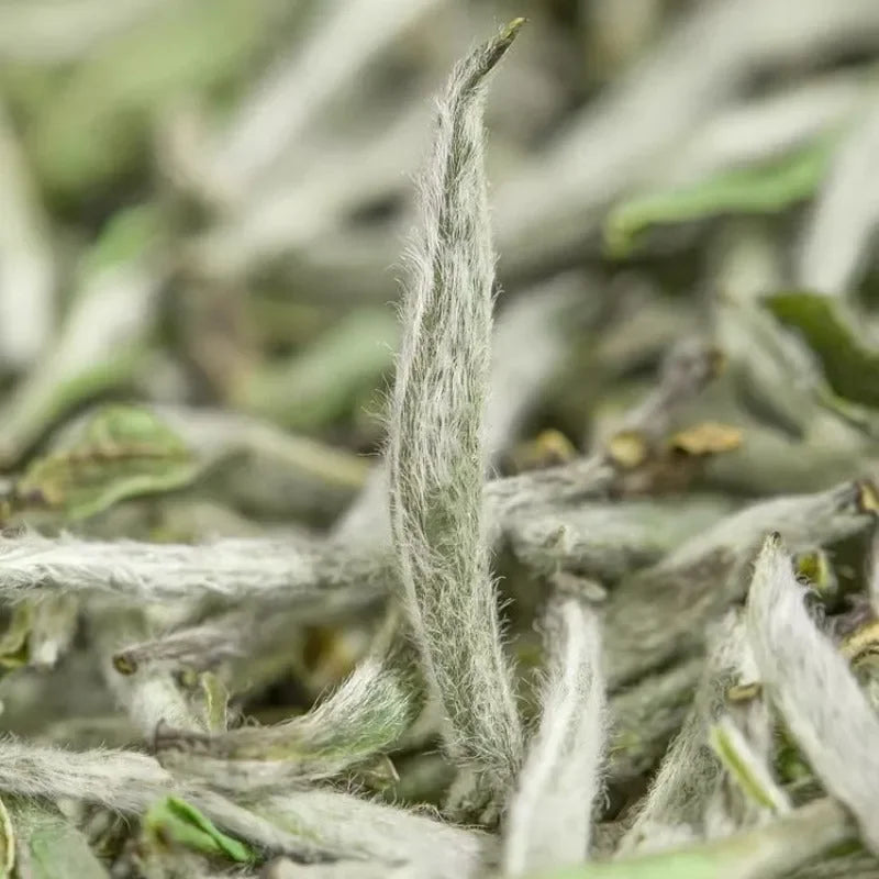 2026-spring-fuding-wild-baihaoyinzhen-premium-white-loose-tea-yiqin-tea-house-yiqinteahouse-com-3 - YIQIN TEA HOUSE 一沁茶舍 yiqinteahouse.com