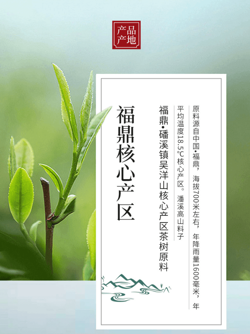 2012 Fuding White Tea Cake [Gong Mei] - YIQIN TEA HOUSE | yiqinteahouse.com | gong mei, tea, white tea