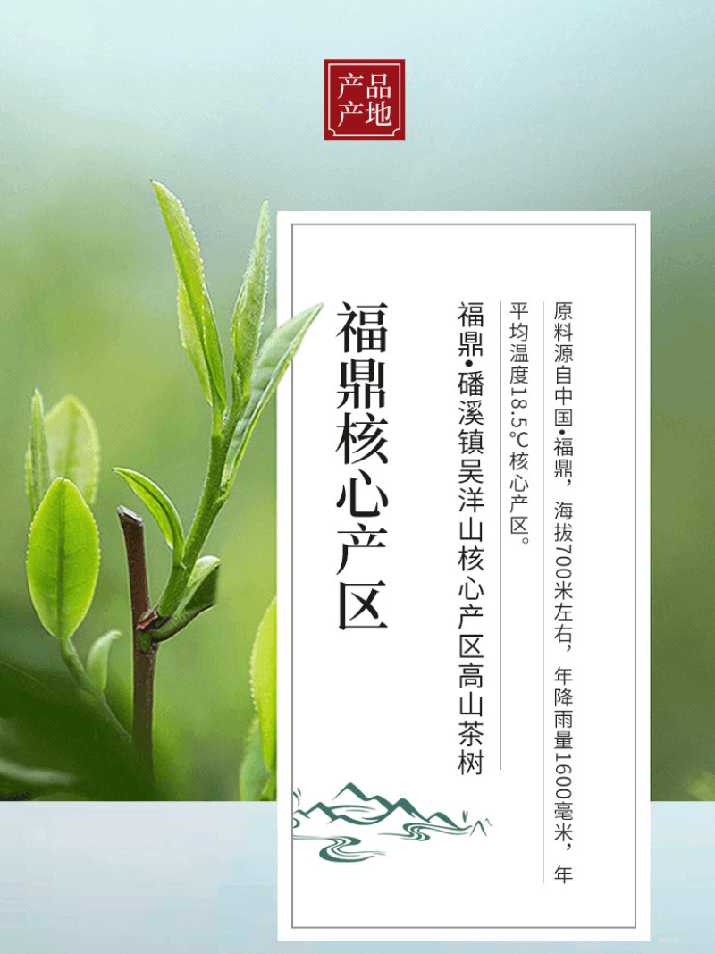 2020 Fuding White Tea Cake [Diancang Gaoshan Gong Mei] - YIQIN TEA HOUSE | yiqinteahouse.com | gong mei, tea, white tea