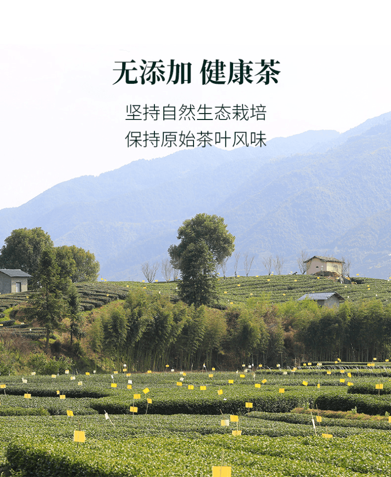 2024 Early Spring [Long Jing] Class 1 Green Tea 300g - YIQIN TEA HOUSE | yiqinteahouse.com | green tea, long jing, tea