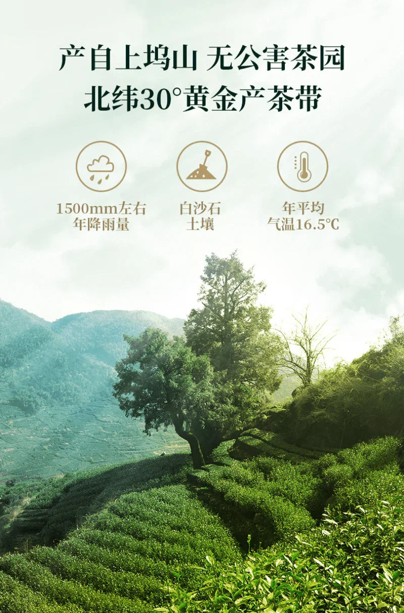 2025-early-spring-zhejiang-shaoxing-long-jing-class-1-green-tea-300g-yiqin-tea-house-yiqinteahouse-com-10 - YIQIN TEA HOUSE 一沁茶舍 yiqinteahouse.com