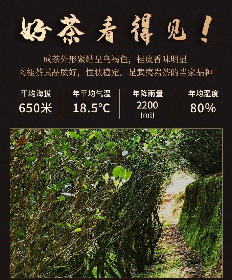Premium Wuyi [Ma Tou Yan Rougui] Fruity Fragrant Oolong Tea 500g - YIQIN TEA HOUSE | yiqinteahouse.com | oolong tea, tea, wuyi rougui