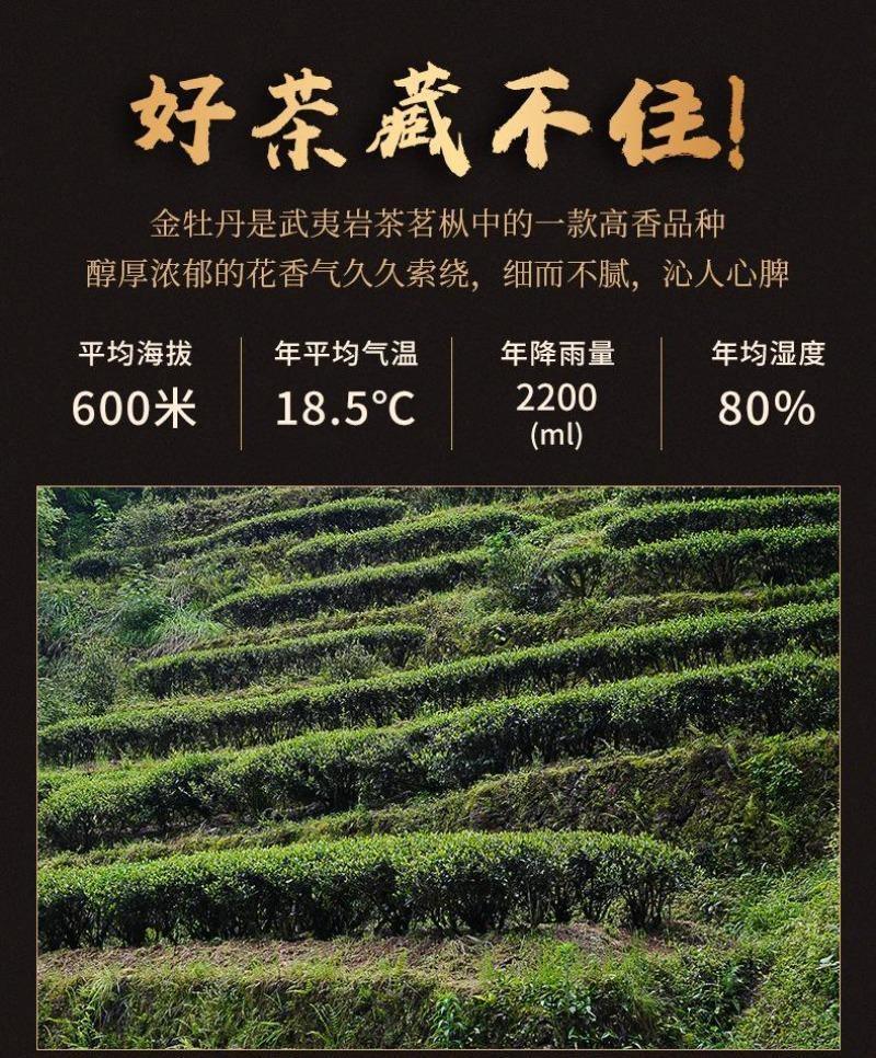 Premium Wuyi [Golden Peony] Oolong Tea 500g - YIQIN TEA HOUSE | yiqinteahouse.com | golden peony, oolong tea, tea