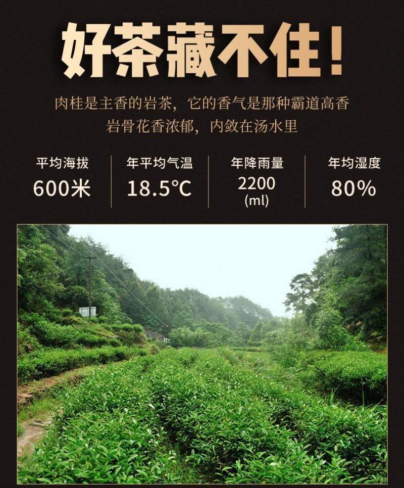 [Wuyi Rougui] Strong Fragrant Oolong Tea | 武夷岩茶 [霸气肉桂] 浓香型乌龙茶 500g - YIQIN TEA HOUSE 一沁茶舍 | yiqinteahouse.com